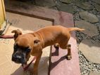 Boxer Puppy