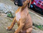 Boxer Female Puppy