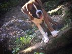 Boxer Female Puppy