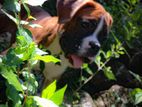 Boxer Female Puppy