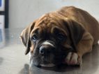 Boxer Puppy