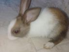 Rabbit