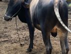 Male Cow