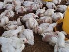 බොයිලර් Chicken