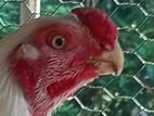බොයිලර් Chicken