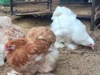 Brama Chickens