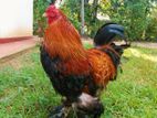 Brama Chickens