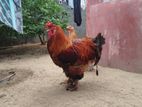 Brahma Chickens