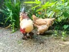බ්‍රාමා Brahma ජෝඩුවක්