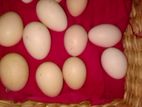 බ්‍රාමා Brama බිත්තර