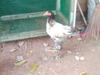 බ්රාමා සතුන්