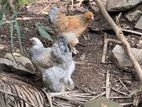 බ්රාමා කිකිළියන් 5ක් විකිණීමට