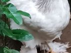 බ්‍රාමා කිකිළියන් 5ක් විකිණීමට