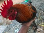 බ්‍රාමා කුකුළා විකිනීමට