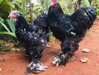 බ්‍රාමා කුකුලන්