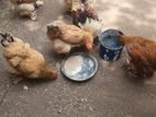 බ්‍රාමා කුකුලන්