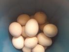 බ්‍රාමා රැකුම් බිත්තර