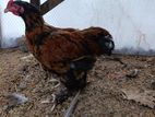 Farm Chicken
