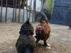Brahma Chickens