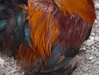 Brahma Rooster