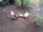 Brantham chickens