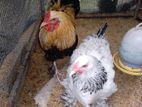 Brahama Chickens