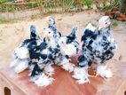 Brahma Chicks