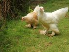 Brahma Chicken