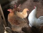Brahama Hen