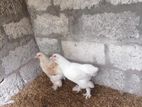 Brahma Chicken