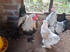 Brahma Chickens