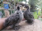 Brahma Chicks
