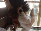 Chickens