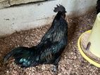 Brahma Black Chickens