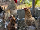 Brahma Breeding Pair