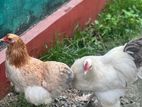 Brahma Breeding Birds Pair