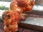 Brahma Chickens