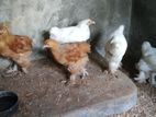 Brahma Chick