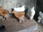 Brahma Chick