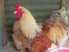 Brahma Chick