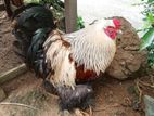 Brahma Chicken