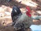 Brahma Chicken