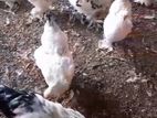 Brahma Chicken