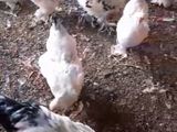 Brahma Chicken