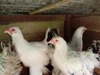 Brahma Chickens