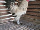 Brahma chicken