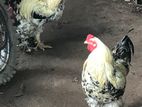Brahma Chicken