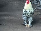 Brahma chicken