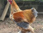 Brahma Chicken