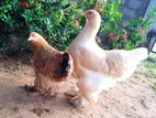 Brahma Chickens